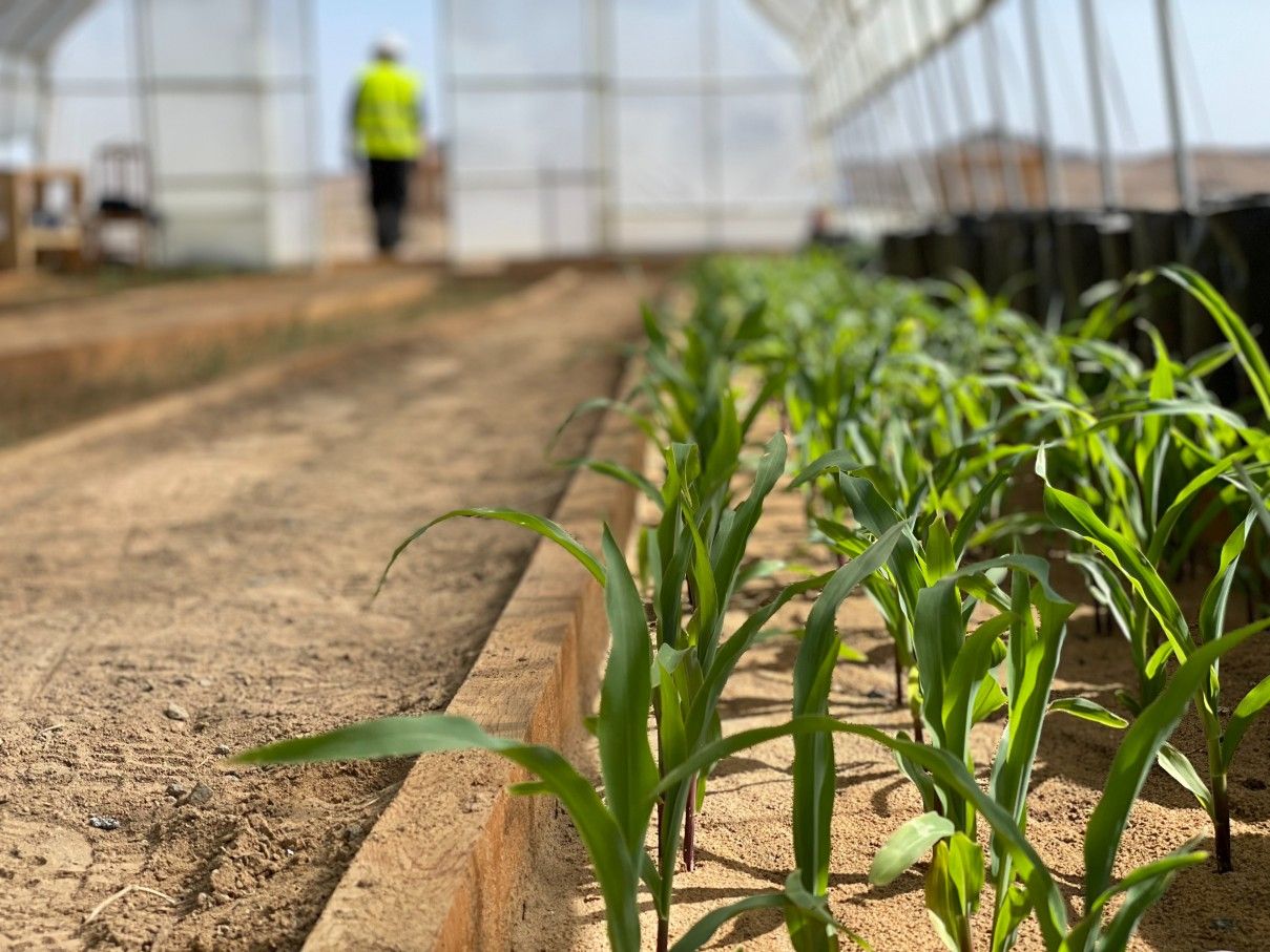 Erdene Expands High-Grade Mineralization at Dark Horse Prospect, Generates New Targets